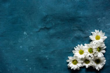 Mavi arkaplanda bir grup papatya