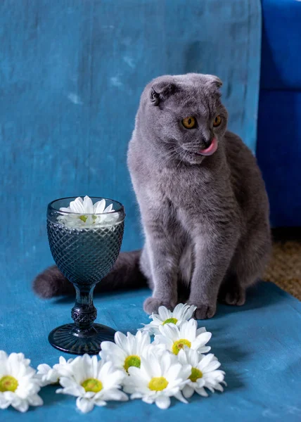 Gray skotský složit kočka na modrém pozadí sklo a heřmánku květiny. — Stock fotografie