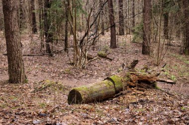 Ormanda kökünden sökülmüş bir ağaç. Sonbahar ormanı.