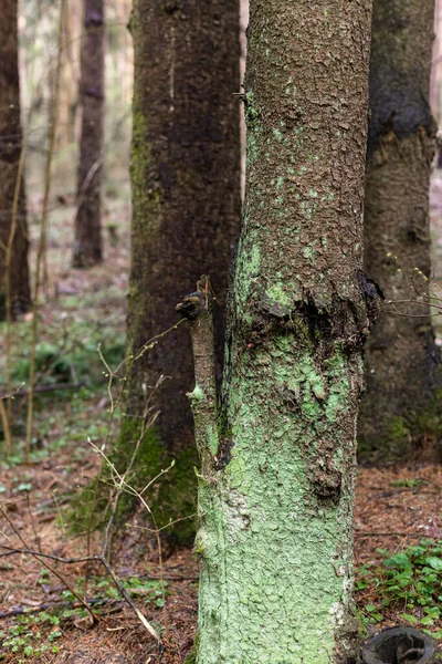 Groen mos op een boomstam. Boom in het bos — Stockfoto