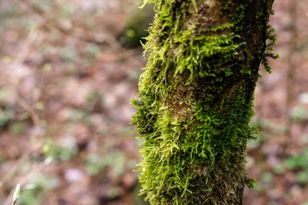 Grön mossa på en trädstam. Träd i skogen — Stockfoto