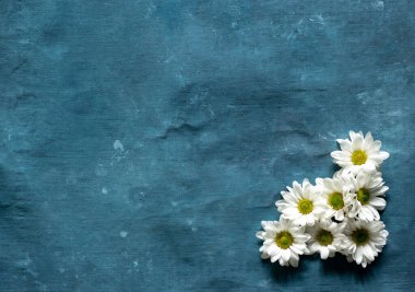 Mavi arkaplanda bir grup papatya