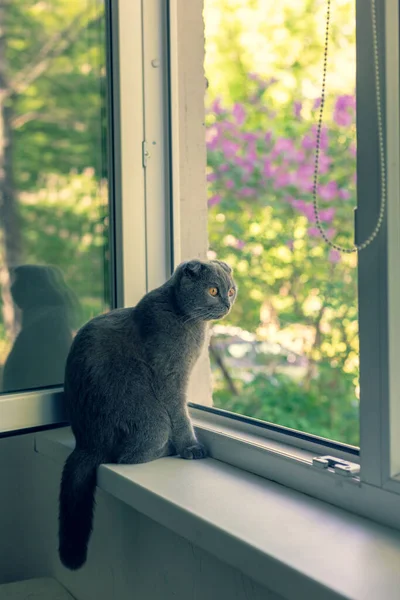 El gato se sienta en el alféizar de la ventana y mira por la ventana —  Fotos de Stock