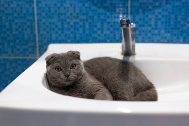 İskoç katlanmış gri kedi yavrusu bir lavaboda yatıyor.