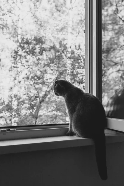 El gato se sienta en el alféizar de la ventana y mira por la ventana —  Fotos de Stock