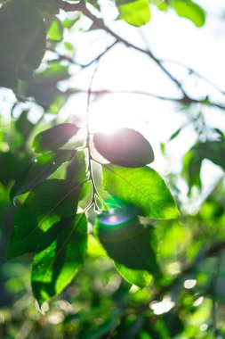 Gün batımında güneş ışıkları ağaçların arasından geçer.