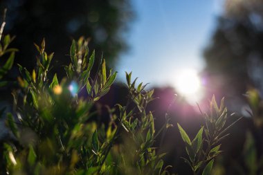 Gün batımında güneş ışıkları ağaçların arasından geçer.