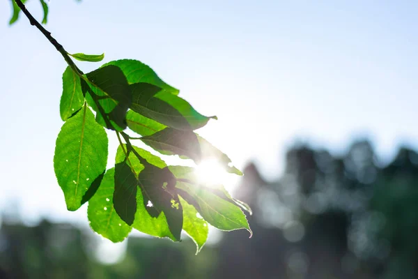Сонячні промені на заході сонця проходять через листя дерев — стокове фото
