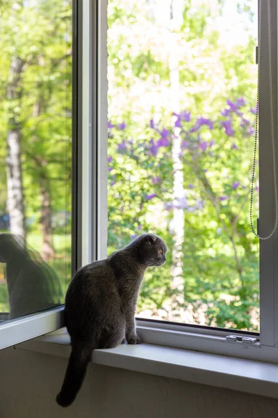 Kedi pencere eşiğinde oturur ve pencereden dışarı bakar. — Stok fotoğraf