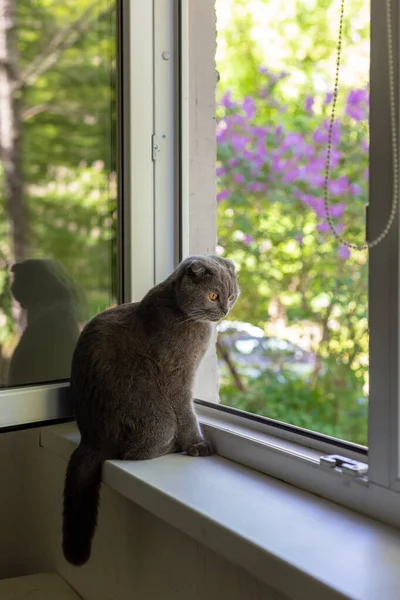 De kat zit op de vensterbank en kijkt uit het raam — Stockfoto