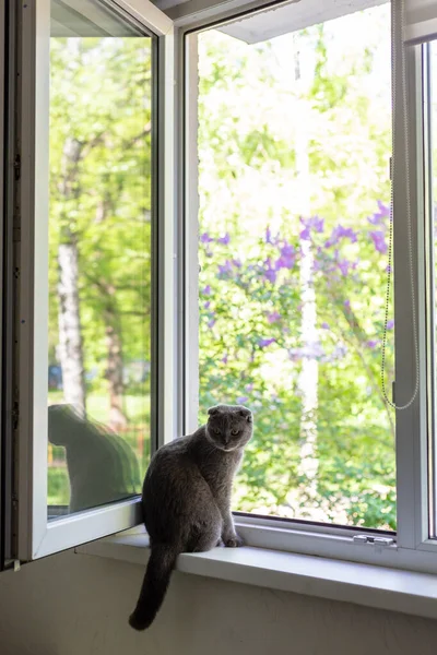 De kat zit op de vensterbank en kijkt uit het raam — Stockfoto