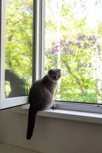 De kat zit op de vensterbank en kijkt uit het raam — Stockfoto