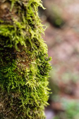 Ağaç gövdesinde yeşil yosun. Ormandaki ağaç