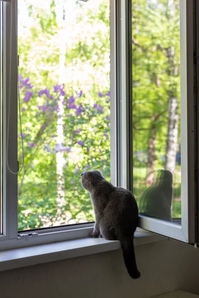 แมวนั่งอยู่บนระเบียงหน้าต่างและมองออกไปนอกหน้าต่าง — ภาพถ่ายสต็อก