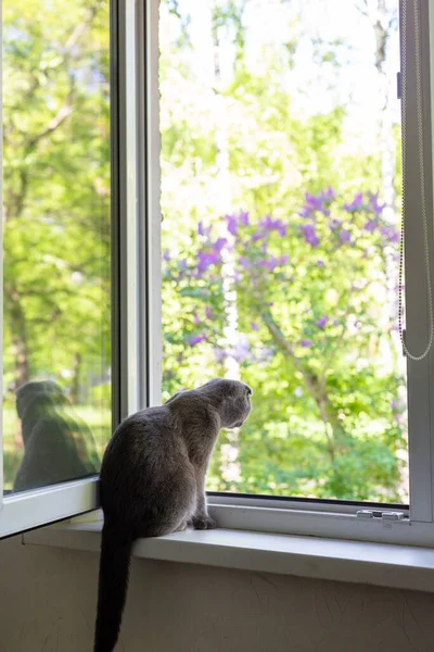 Kedi pencere eşiğinde oturur ve pencereden dışarı bakar. — Stok fotoğraf