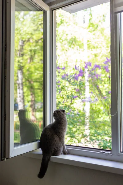 De kat zit op de vensterbank en kijkt uit het raam — Stockfoto