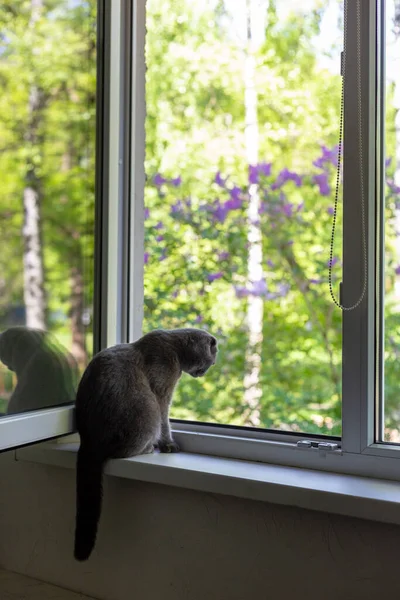 De kat zit op de vensterbank en kijkt uit het raam — Stockfoto