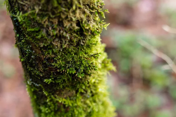 Grünes Moos auf einem Baumstamm. Baum im Wald — Stockfoto