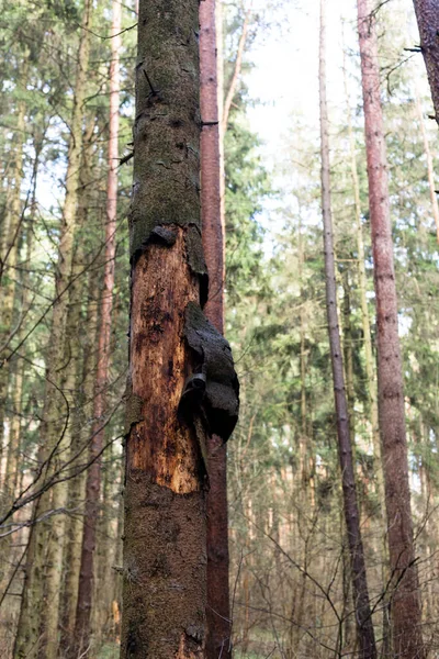Kabuğu parçalanmış çam ağacı. Çam Ormanı. — Stok fotoğraf
