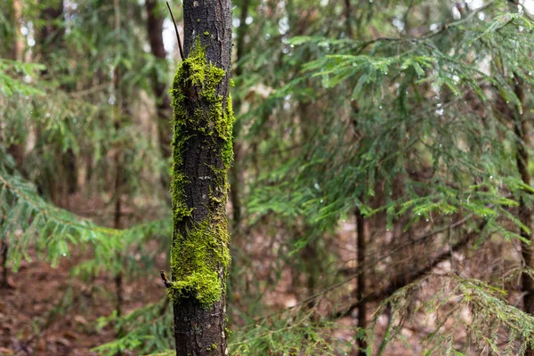 Musgo verde en el tronco de un árbol. Árbol en el bosque — Foto de Stock