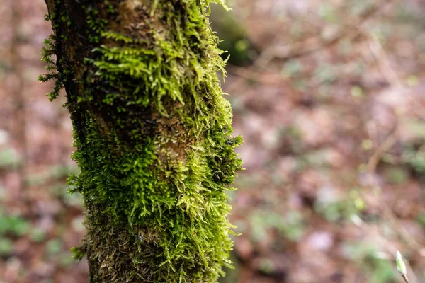 Grön mossa på en trädstam. Träd i skogen — Stockfoto