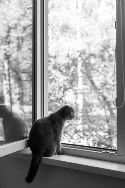 The cat sits on the windowsill and looks out the window — Stock Photo, Image