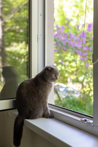 Кот сидит на подоконнике и смотрит в окно. — стоковое фото