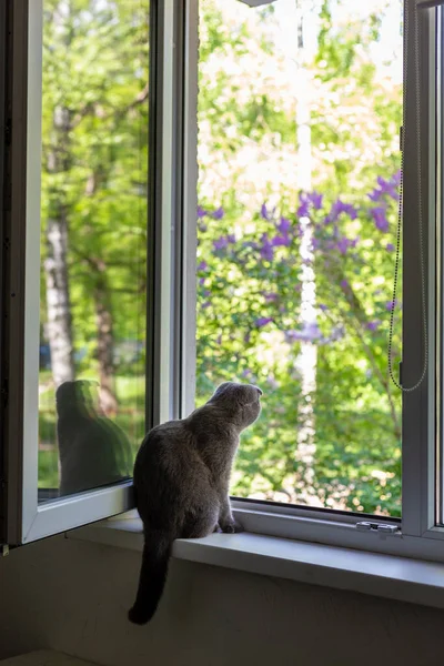 Kedi pencere eşiğinde oturur ve pencereden dışarı bakar. — Stok fotoğraf