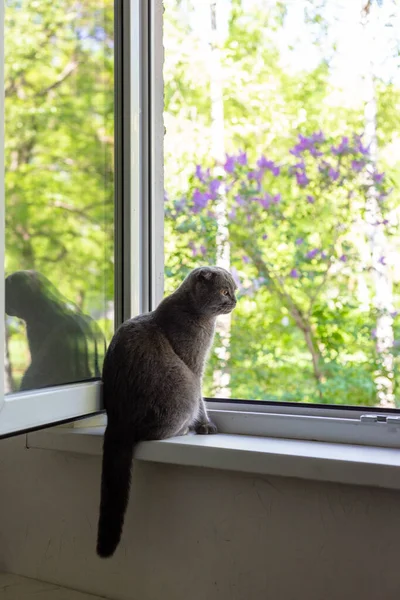 Kedi pencere eşiğinde oturur ve pencereden dışarı bakar. — Stok fotoğraf