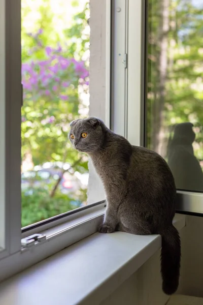 De kat zit op de vensterbank en kijkt uit het raam — Stockfoto