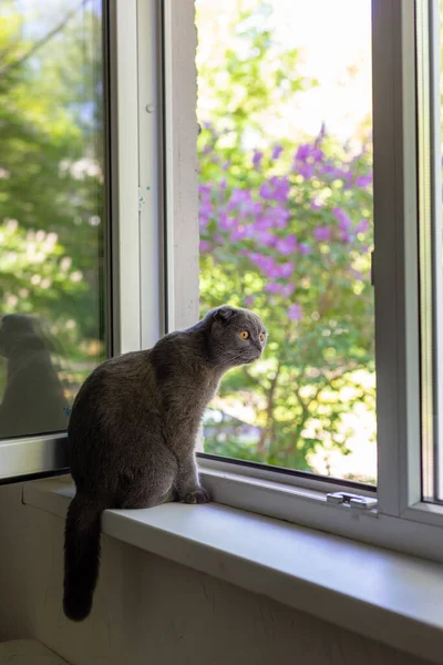 De kat zit op de vensterbank en kijkt uit het raam — Stockfoto