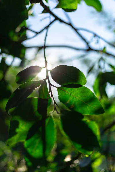 Сонячні промені на заході сонця проходять через листя дерев — стокове фото