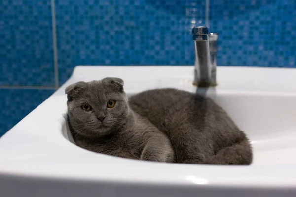 Chaton écossais pliant gris se trouve dans un lavabo — Photo