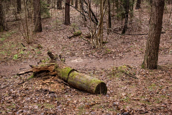 Utrotade träd i skogen. Höstskog. — Stockfoto