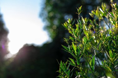 Gün batımında güneş ışıkları ağaçların arasından geçer.
