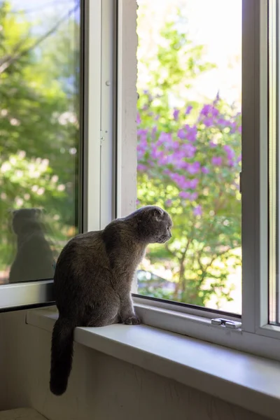 Kedi pencere eşiğinde oturur ve pencereden dışarı bakar. — Stok fotoğraf