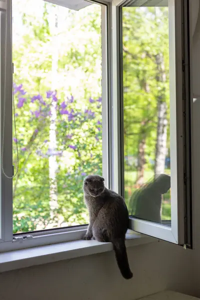 De kat zit op de vensterbank en kijkt uit het raam — Stockfoto