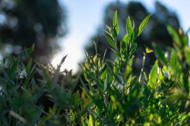 Gün batımında güneş ışıkları ağaçların arasından geçer.