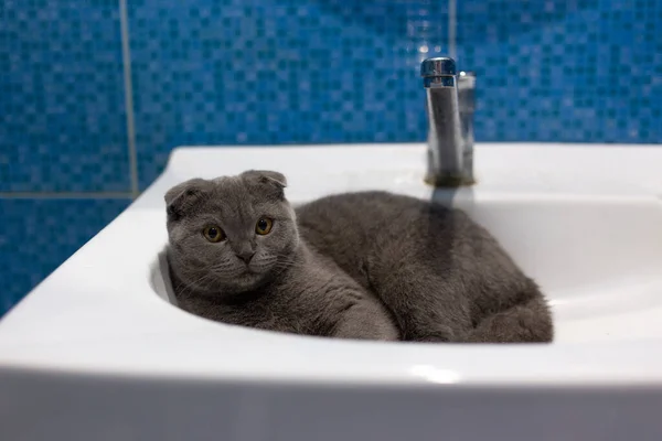 Escocês dobra cinza gatinho encontra-se em um lavatório — Fotografia de Stock