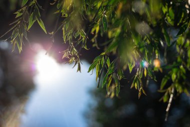 Gün batımında güneş ışıkları ağaçların arasından geçer.