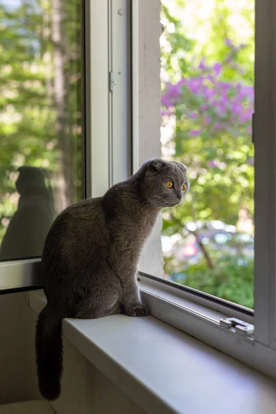 De kat zit op de vensterbank en kijkt uit het raam — Stockfoto