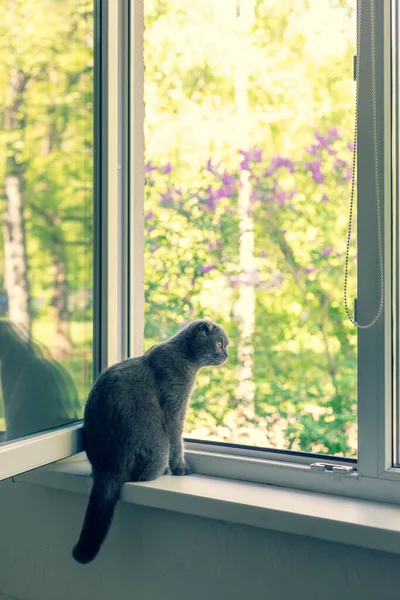 De kat zit op de vensterbank en kijkt uit het raam — Stockfoto