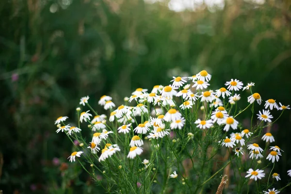 Polní sedmikrásky ve volné přírodě. Květy s bílými okvětními lístky. — Stock fotografie