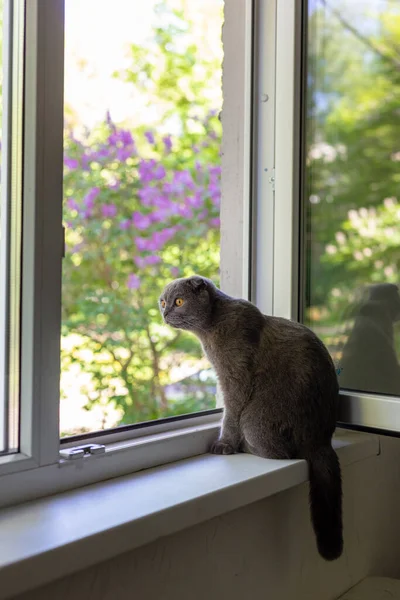 De kat zit op de vensterbank en kijkt uit het raam — Stockfoto