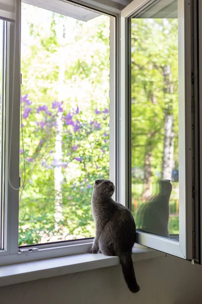 De kat zit op de vensterbank en kijkt uit het raam — Stockfoto