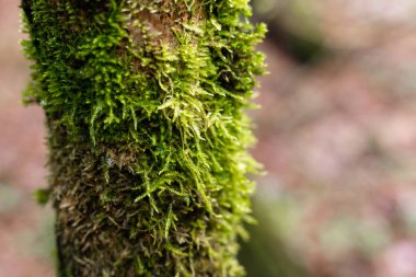 Ağaç gövdesinde yeşil yosun. Ormandaki ağaç