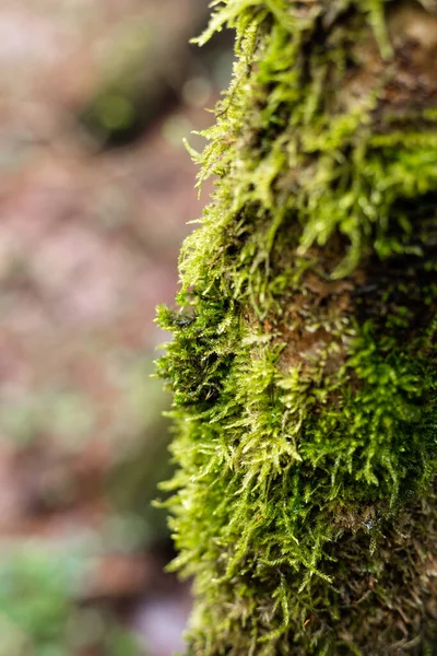 Musgo verde en el tronco de un árbol. Árbol en el bosque — Foto de Stock