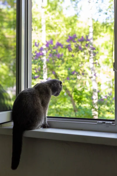 Kedi pencere eşiğinde oturur ve pencereden dışarı bakar. — Stok fotoğraf