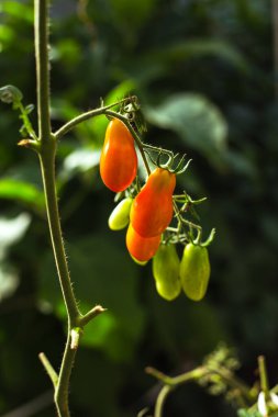 Seradaki dallarda olgun kırmızı domatesler