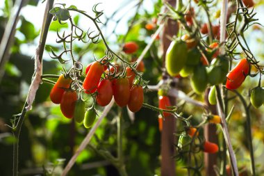 Seradaki dallarda olgun kırmızı domatesler